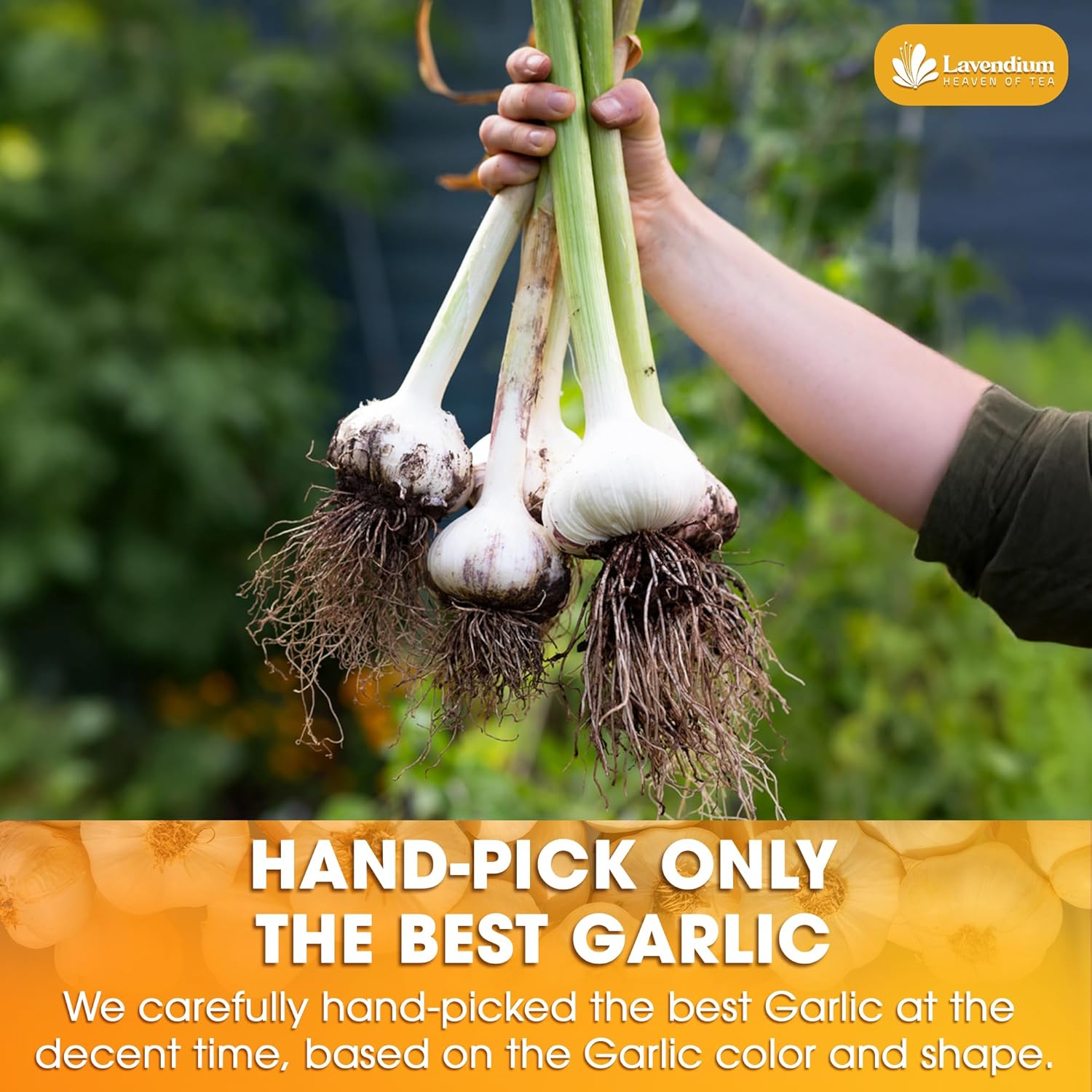 Premium Garlic Powder, 100% Natural and Pure from Garlic, Rich Flavor, Perfect for Cooking & Seasoning