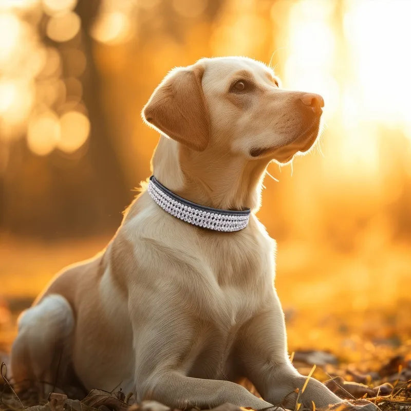 Dog Collar Diamond Rhinestone Buckle Crystals Sparkling Collar Multi-Drain Rhinestone Decoration Strong Non-Falling Pet Supplies